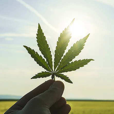Hemp Apotheke