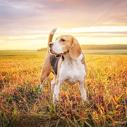 La Vita Luxury Pets