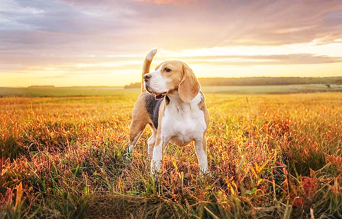 La Vita Luxury Pets